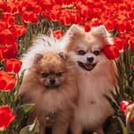 Bailey & Beer - @baileynbeer - Instagram