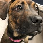 Bailey beer dog - @baileys_da1lys - Instagram