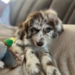 Baileybeerie - @baileybeerie - Instagram
