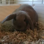 Bailey Behrens - @imakebunnymoves - Instagram