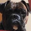 Fat Man Bailey Benson - @baily.benson - TikTok