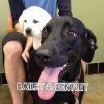Bailey & Bentley - @baileyandbentleylabs - Instagram