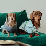 Bailey & Bentley - @the_bailey_and_bentley - Instagram