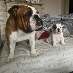 Bailey & Bentley - @baileyandbentley_bullies - Instagram