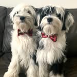 Bailey & Bentley - @baileyplusbentley - Instagram