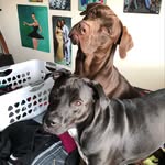 Bailey & Bentley 🐶 - @_bailey.bentley_ - Instagram