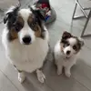 Bailey & Bentley - @baily_bentley - TikTok