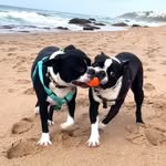 Bailey and Bentley - @bailey_bentley_boston - Instagram