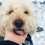 bailey and bentley - @bailey.bentley.doodles - Instagram