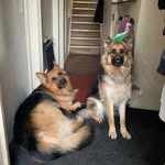 Bailey-Bentley-Stitch - @bailey_bentley_and_stitch - Instagram