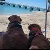 goldenlifebentley_bailey - @goldenlifebentley_bailey - TikTok