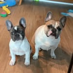 Bailey & Winnie Berger - @bergerandfrenchfries - Instagram