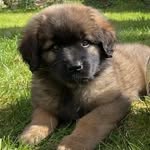 Bailey the Leonberger - @bailey_berger19 - Instagram