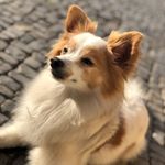 Bailey - @bailey.berlin.030 - Instagram