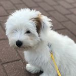 Bailey - @bailey_the_coton_from_berlin - Instagram