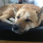 Bailey Berlin - @baileyakitahusky - Instagram