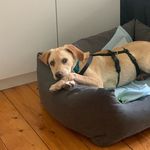 BAILEY’S PUPPY LIFE • BERLIN - @baileyinberlin - Instagram