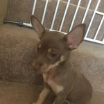 Bailey Mayo - @bailey_thechoberman - Instagram