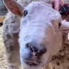 bailey lyn - @bailey.bickel - TikTok