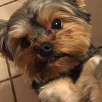 Bailey "Mr. Biggs" - @bailey_mr_biggs - Instagram