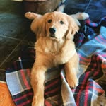 Bailey & Birch - @rakuyo_goldens - Instagram