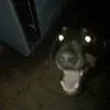 Bailey - @baileyblack72 - TikTok