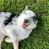 Bailey 🐾 - @bailey_blankenship - TikTok