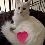 Guy, Bailey & Olive Blanton - @catsofcam - Instagram