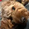 bailey blessing - @_stew_ - TikTok