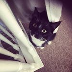 Bailey From The Block - @bailey_from_the_block - Instagram