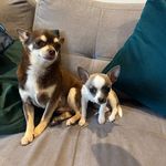 Bailey & Bloom 🐾 - @baileyandbloomy - Instagram