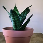 Selling Plants - Portland Area - @baileyblooms - Instagram