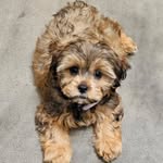 Bailey Blount - @itsbaileytheshihpoo - Instagram