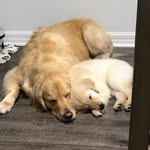Bailey & Blue - @golden_bailey_retriever - Instagram