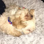 Bailey💜 & Blue💙 - @_bailey.blue_ - Instagram