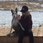 Bailey & Blue - @the.border.collie.in.service - Instagram