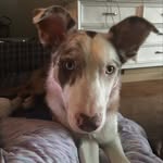 Bailey & Blue - @bailey.__.blue - Instagram