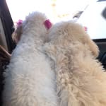 Bailey & Blue - @baileybluech - Instagram