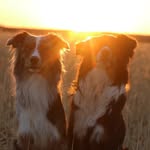 Bailey & Blue - @aussies_experiences - Instagram