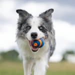 Bailey - @bailey.blue.merle - Instagram