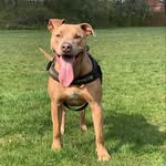 Bailey🐾 - @bailey__blue - Instagram