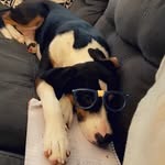 Bailey Blue - @baileybluethebeagle - Instagram