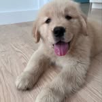 Bailey Blue - @goldenbaileyblue - Instagram