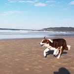 Bailey Blue - @baileyblue_bordercollie - Instagram