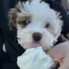 Bailey Blue💙 - @baileybluetheaussiedoo - TikTok