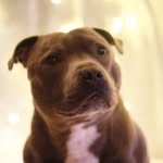 Bailey Blue Staff - @baileybluestaff - Instagram