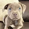 Bailey Blue Staffy 🐶🦭 - @baileybluestaffy - TikTok