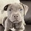 Bailey Blue Staffy 🦭 - @bailey.blue.staffy - TikTok