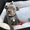 Baileybluestaff - @baileybluee - TikTok