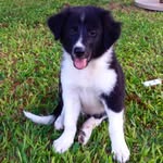 Bailey 🐾 - @bailey_bodercolliebr - Instagram